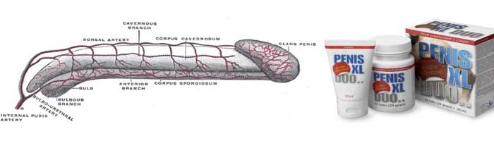 Capsule si Crema Marire Penis XL Pachet Duo 1