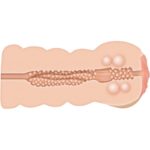 Masturbator Tight Stroker
